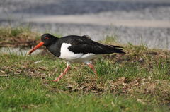 Haematopus ostralegus